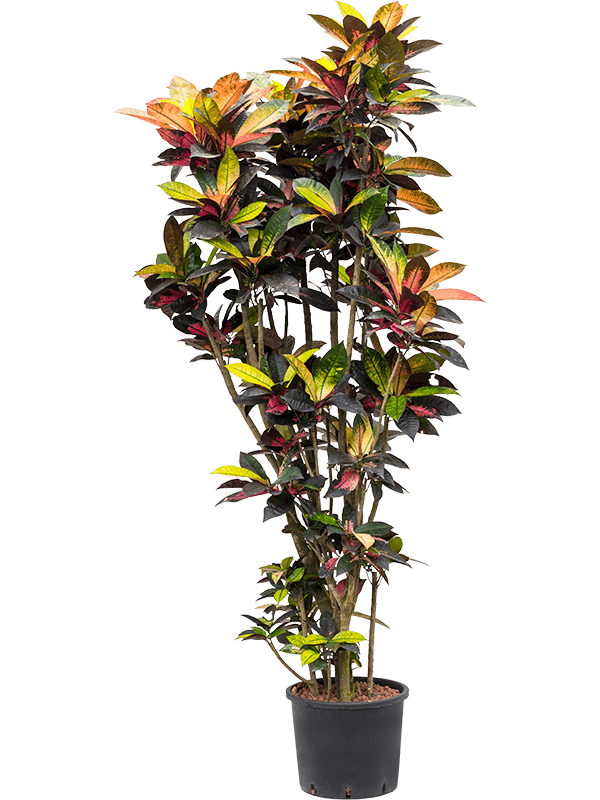 Croton mami