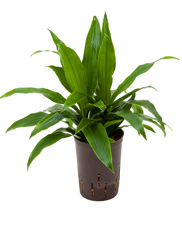 Hydro Dracaena fragrans Janet Craig