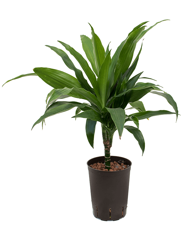 Hydro Dracaena fragrans