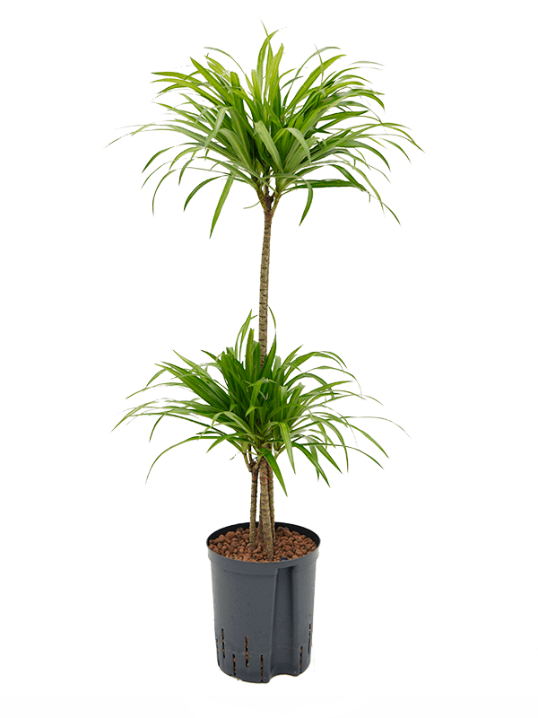 Hydro Pleomele Dracaena Anita Variegata