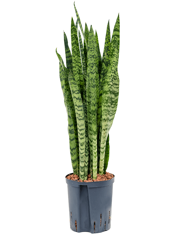 Sansevieria