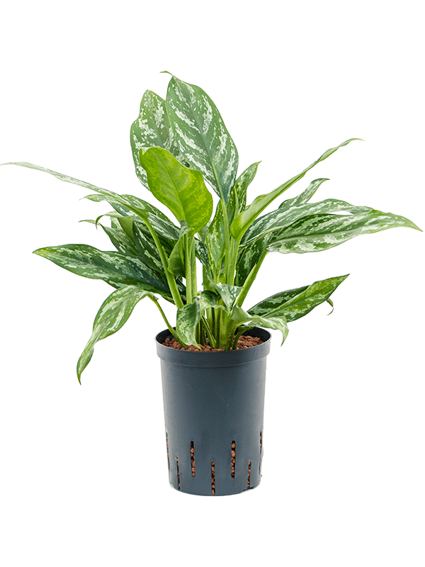 Aglaonema 'Splash'
