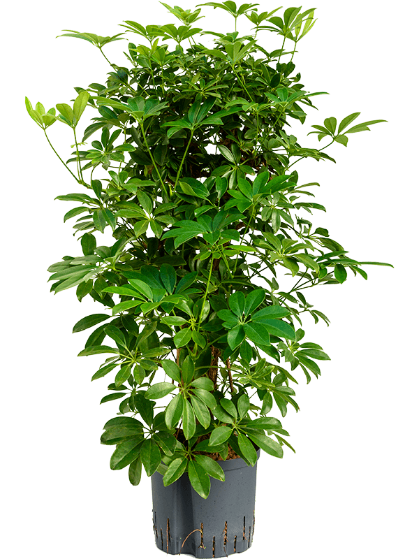 Hydrocultuur